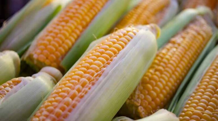 Maize